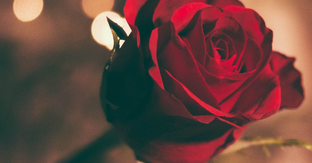 Rose-5cc997f27ad2a