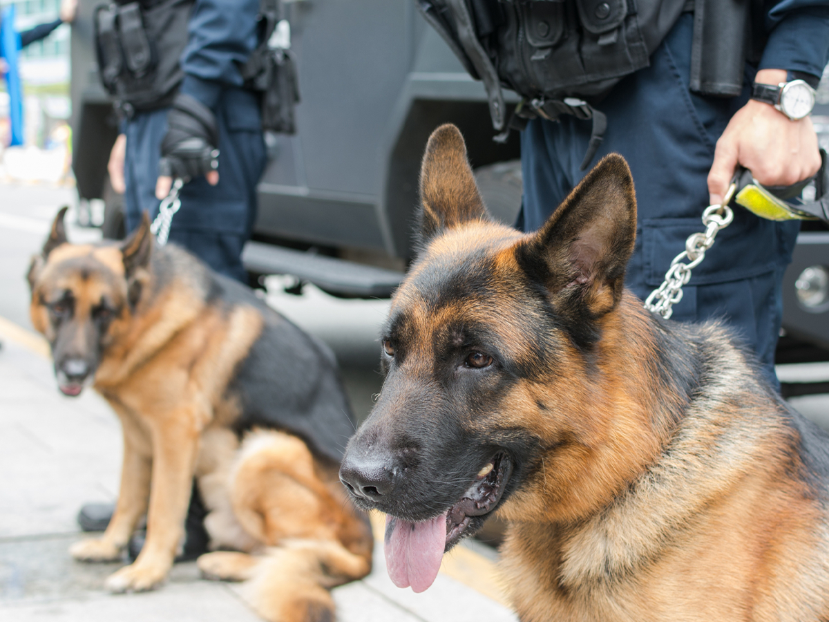 image of drug dogs